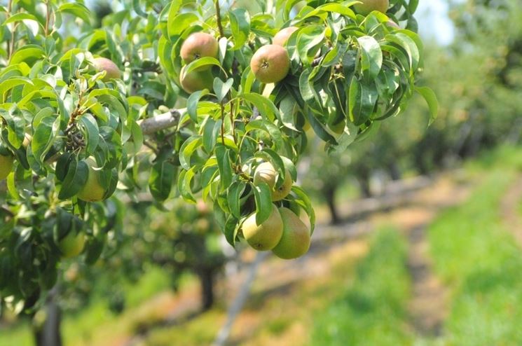 Alberi di pero