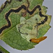 Larva di Nepticula del melo