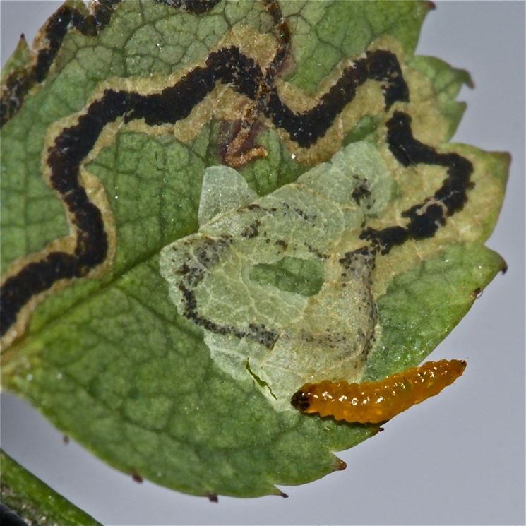 Larva di Nepticula del melo