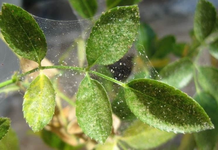 ragnatela prodotta dal ragentto rosso comune