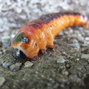 Larva di rodilegno rosso