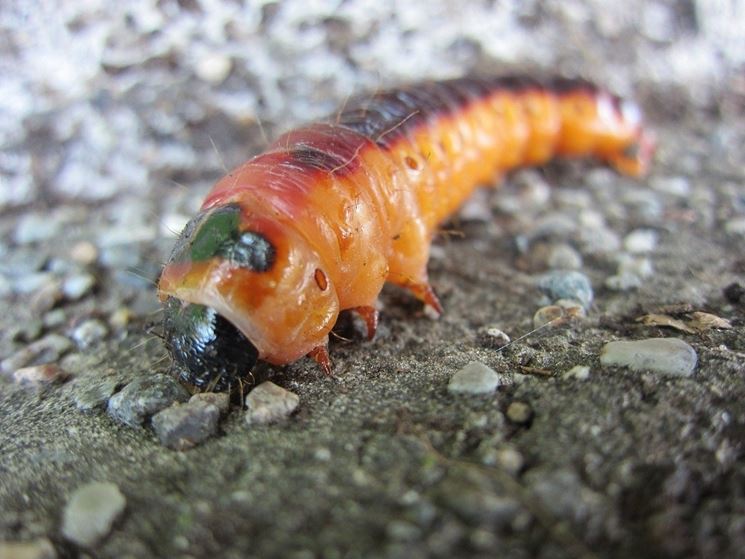 Larva di <strong>rodilegno</strong> rosso