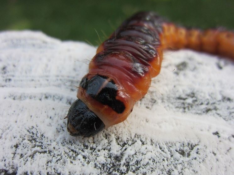 Larva di rodilegno rosso