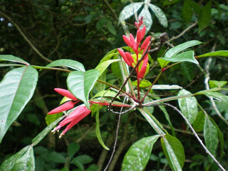 Pianta di Quassia amara