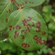 Macchie di ticchiolatura sulle foglie