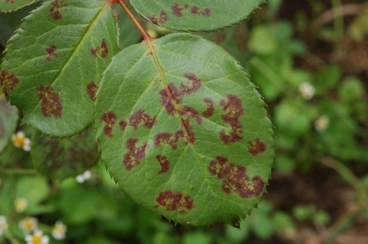 Macchie di ticchiolatura sulle foglie