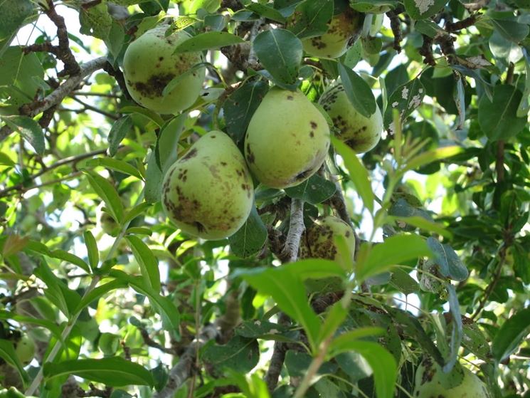 Ticchiolatura su rami, frutti e foglie