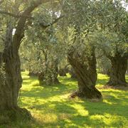 Grandi alberi di olivo