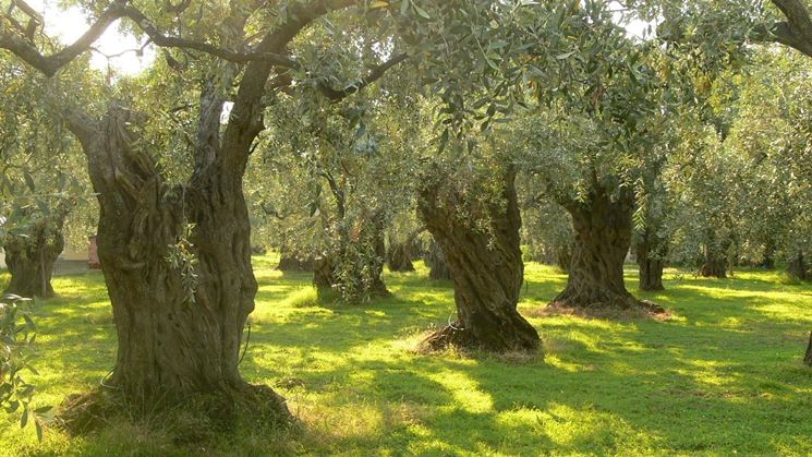 Grandi alberi di olivo