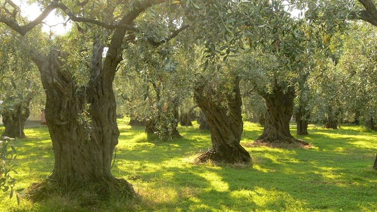 Olivo albero - Olivo - Albero di olivo