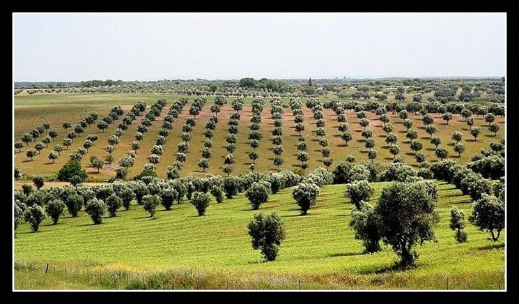 Un vasto oliveto in Grecia