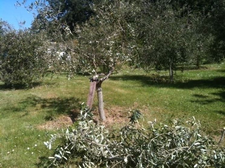 Operazioni di potatura di olivi