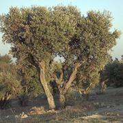 Un esemplare di olivo ascolano