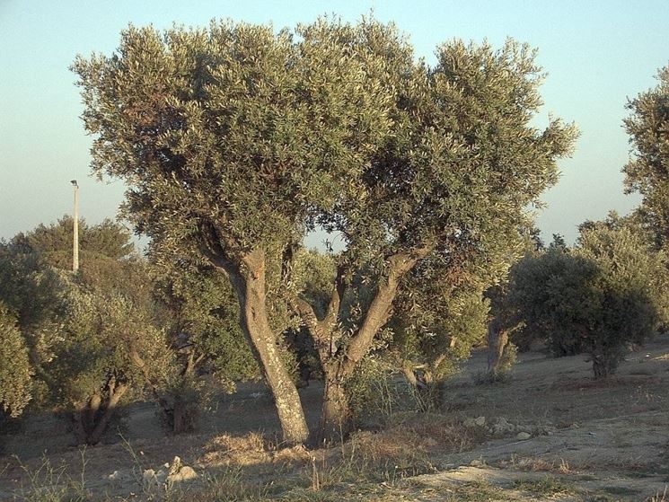 Un esemplare di olivo ascolano