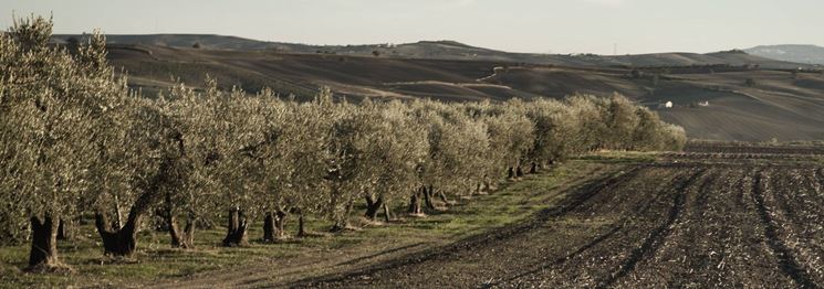 Filari di olivo ascolano