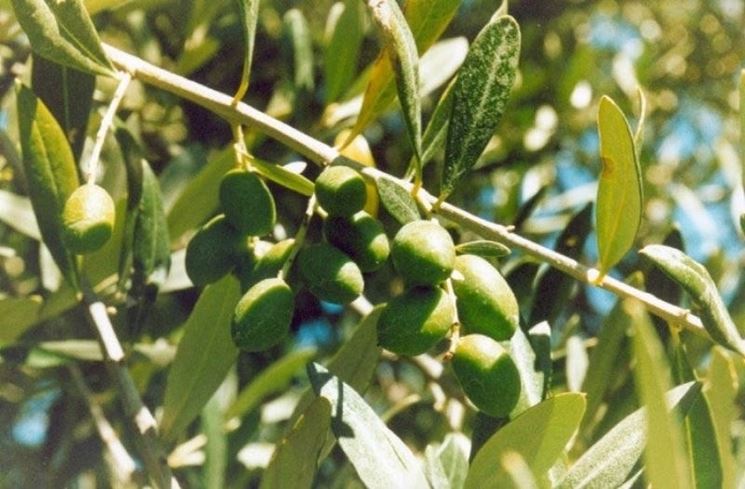 Ramo di olivo ascolano carico di frutti