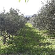 Pianta di olivo biancolilla