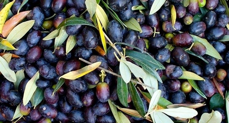 Olive derivanti da sottospecie di biancolilla