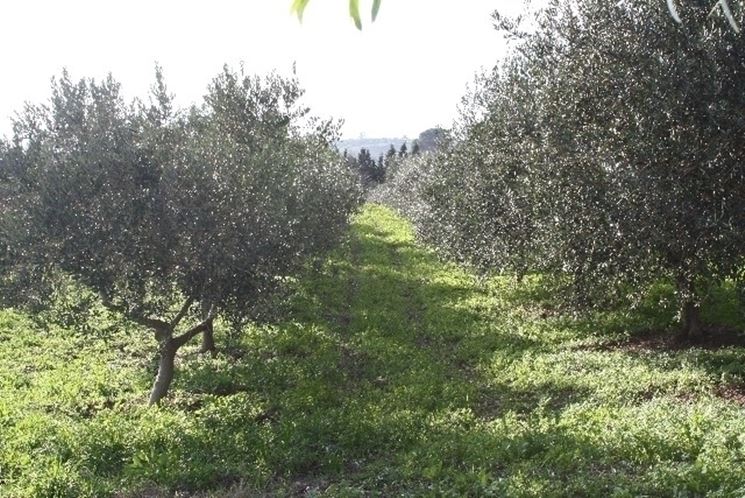 Pianta di olivo biancolilla