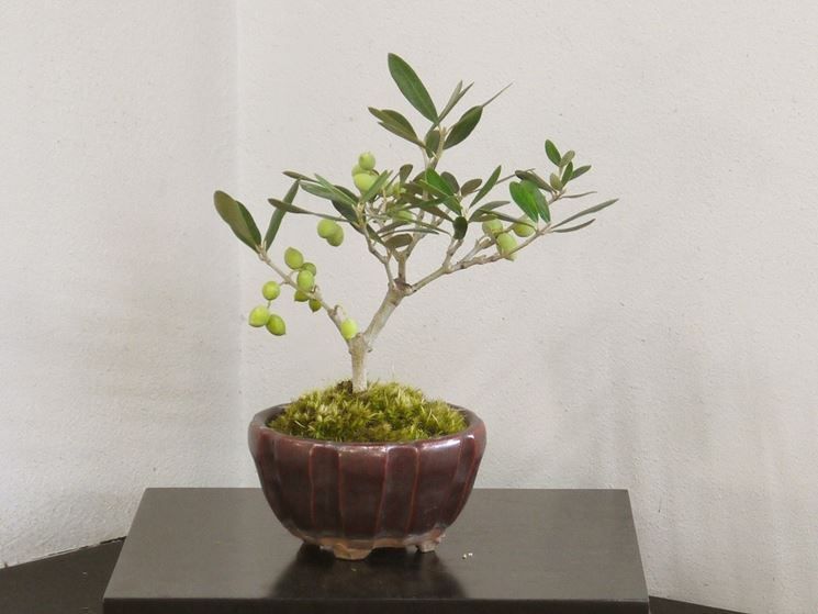 Olivo bonsai in frutto