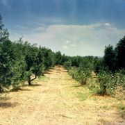 Oliveti di olivi canini