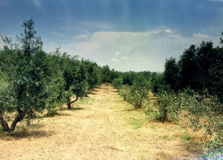 Oliveti di olivi canini