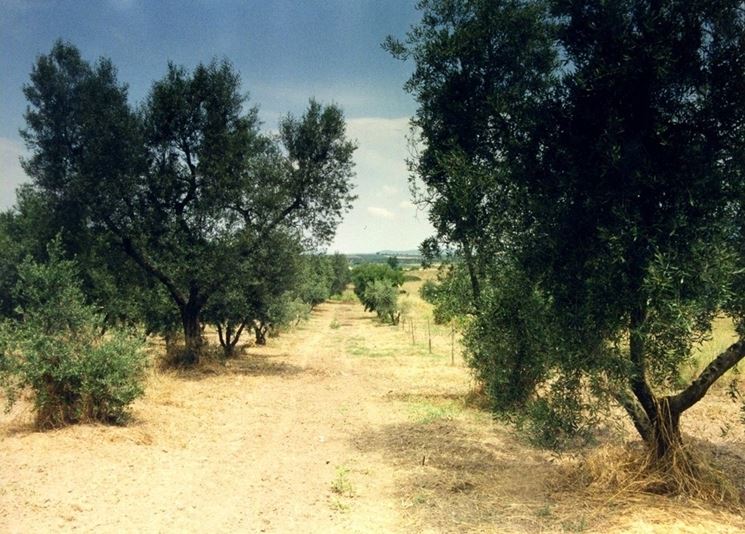 Oliveto di olivi canini