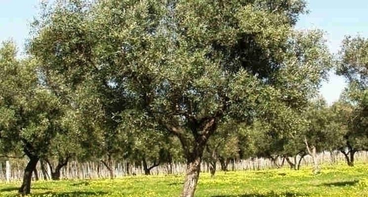 Olivo carolea
