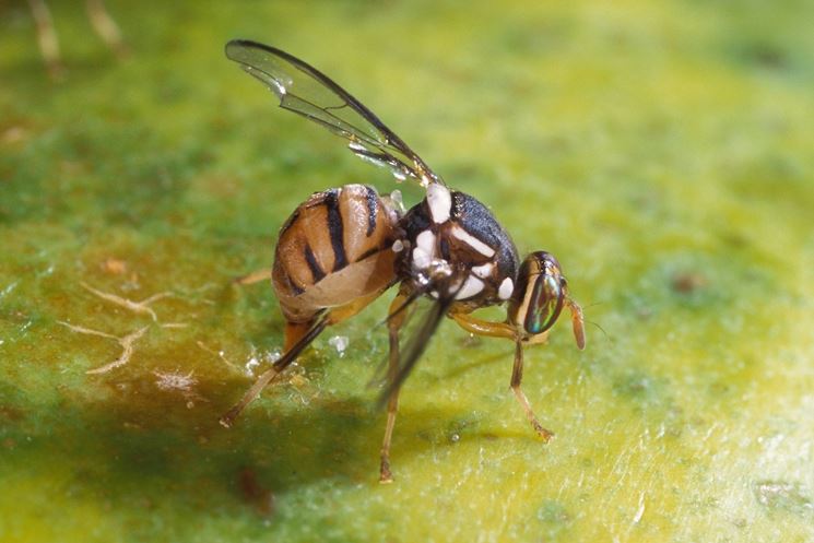 Mosca olearia