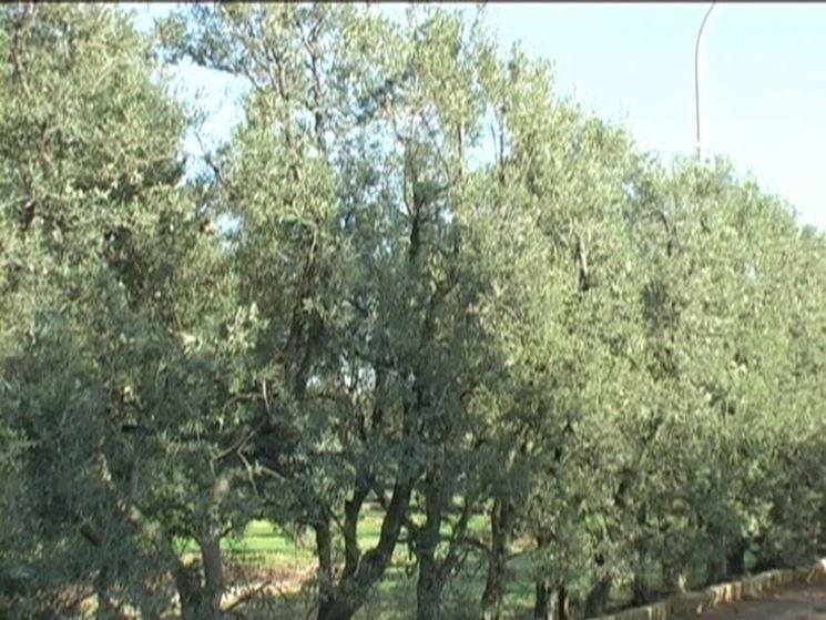 Alberi di olivo Cipressino