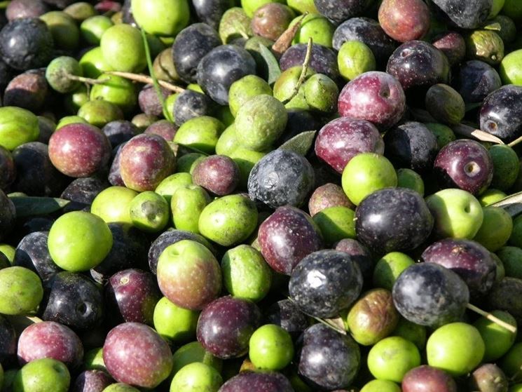 Olive della variet Cipressino