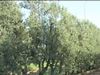 Alberi di olivo Cipressino