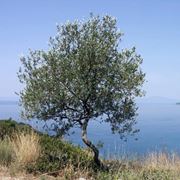 albero di olive
