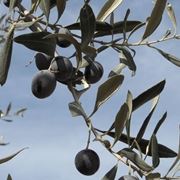Rami di olivo