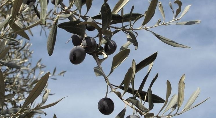 Rami di olivo