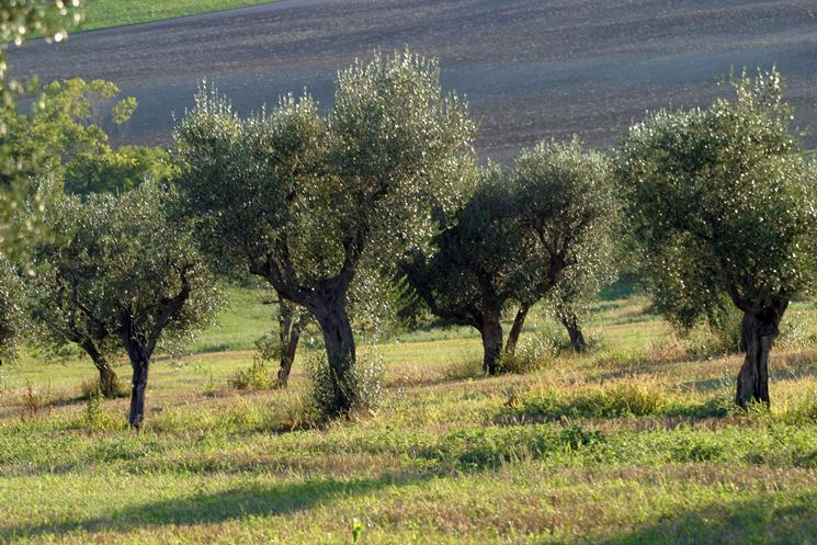 Piante di olivo