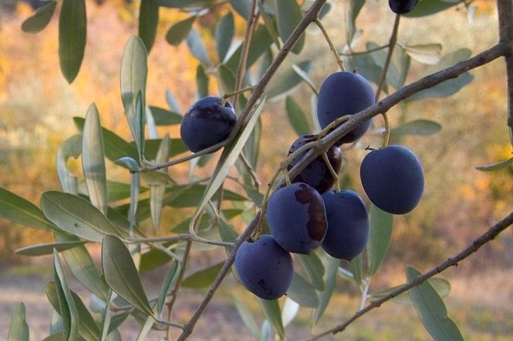 Un gruppo di olive