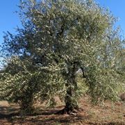Un albero di olivo Coratina