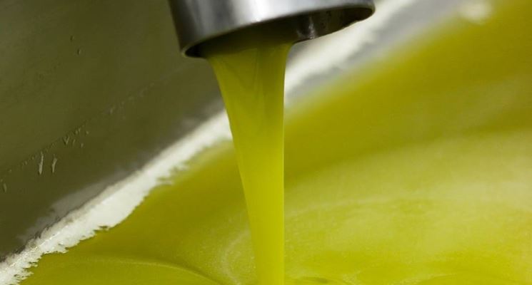 Il tipico colore dell'olio di oliva Coratina