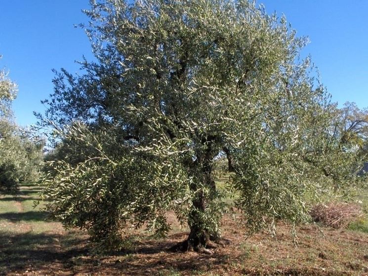 Un albero di olivo Coratina