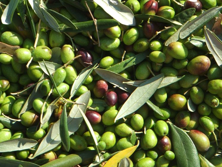 Olive Coratina appena raccolte