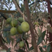 pianta dell'olivo cultivar