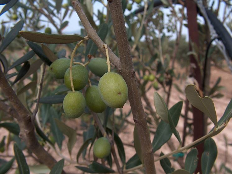 pianta dell'olivo cultivar