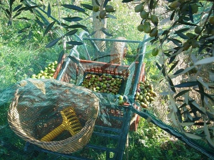 la raccolta delle olive