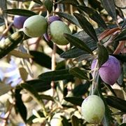 Frutti e foglie dell'olivo