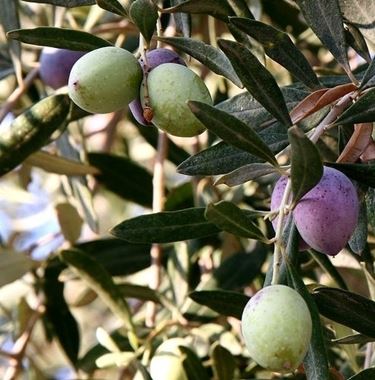Frutti e foglie dell'olivo