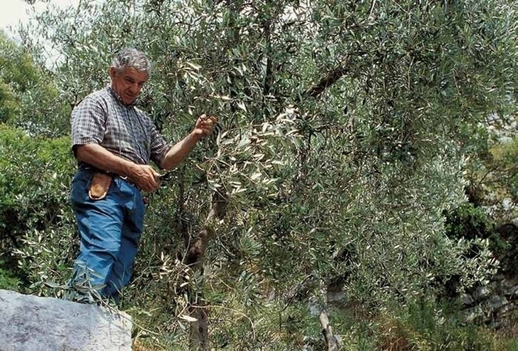 Un anziano potatore al lavoro