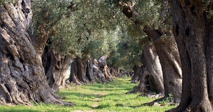 Bellissimi filari di olivi secolari pugliesi