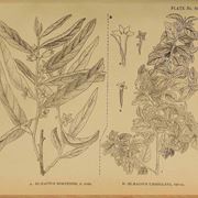 Illustrazione botanica delle foglie e dei fiori di Elaeagnus angustifolia