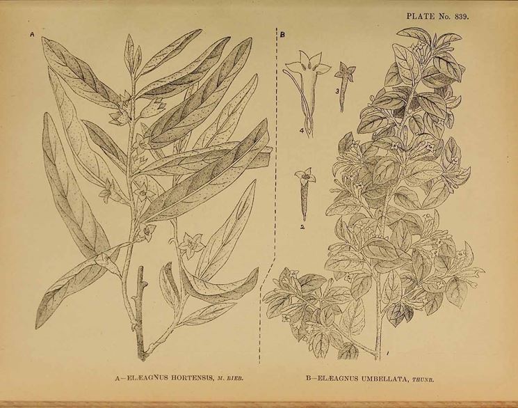 Illustrazione botanica delle foglie e dei fiori di Elaeagnus angustifolia